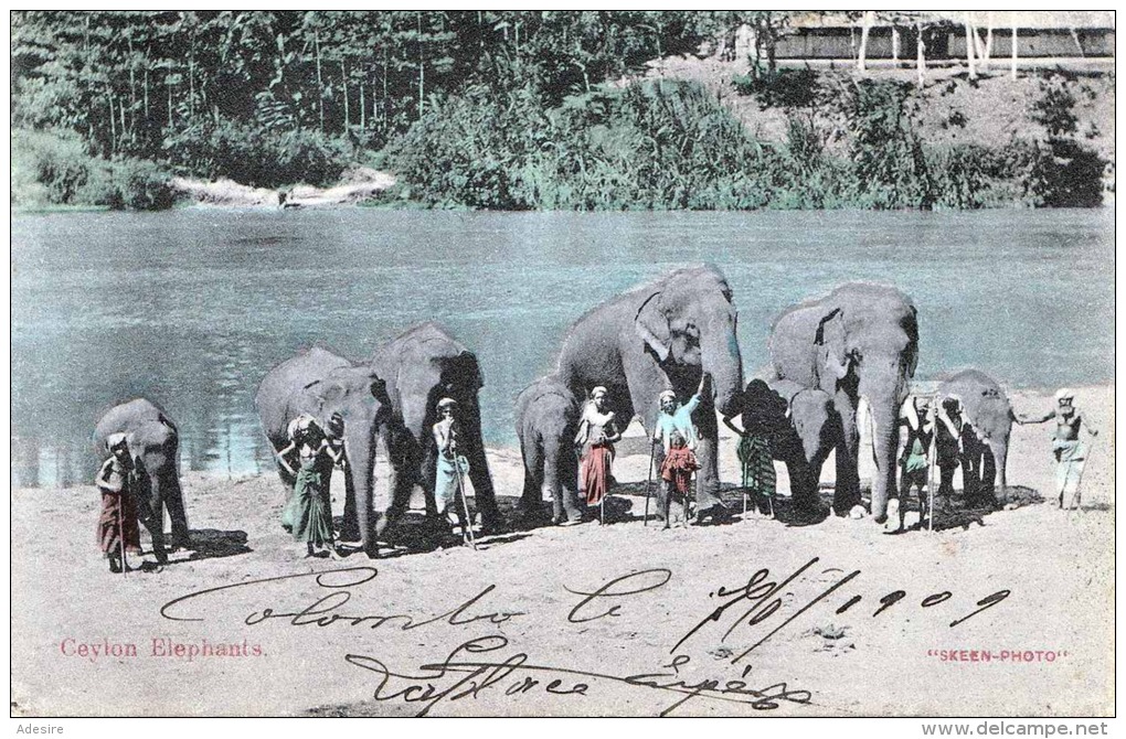 CEYLON ELEPHANTS 1909 - Sehr Schöne Karte Gel., Keine Marke - Sri Lanka (Ceilán)