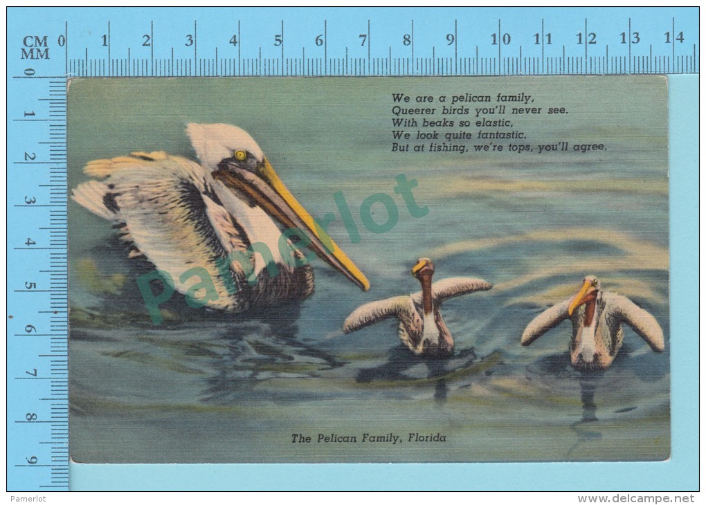 USA Florida ( A Pelican Family ) Linen Postcard CPSM 2 Scans - Oiseaux