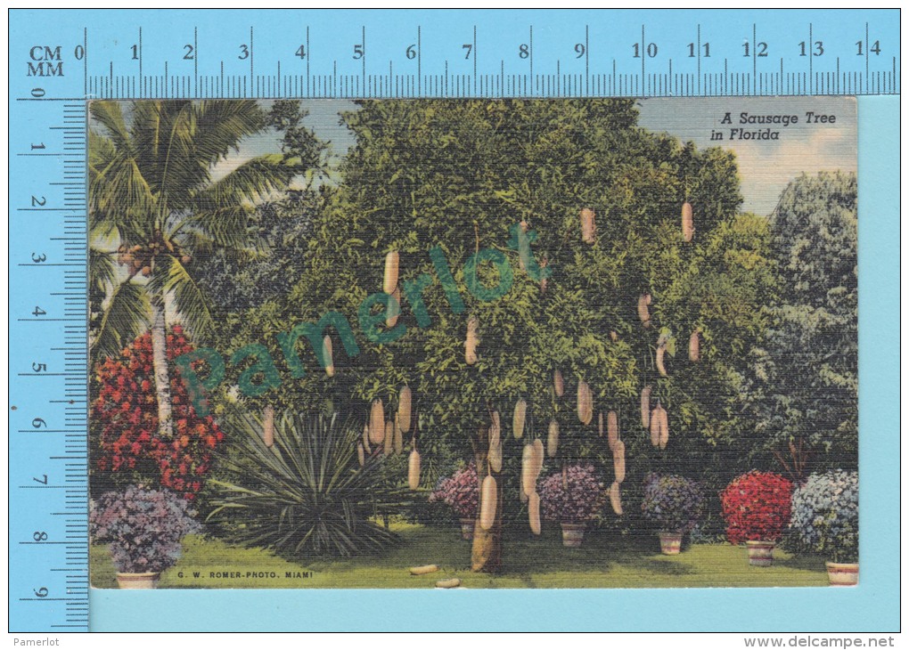 USA Florida ( A Sausage Tree In Florida ) Linen Postcard CPSM 2 Scans - Trees