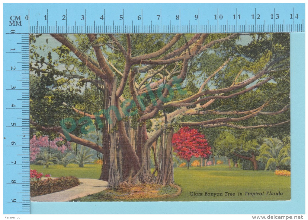 USA Florida ( Giant Banyan Tree  ) Linen Postcard CPSM 2 Scans - Arbres