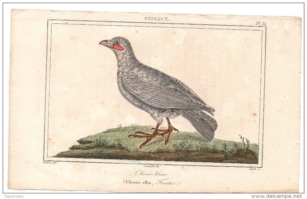 Authentique Gravure De Vauthier 19ème Oiseaux Pl.34 Chionis Blanc (Chionis Alba, Forster) Couché Fils Dir. - Prints & Engravings