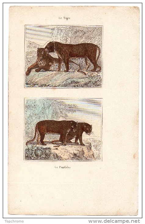 Authentique Gravure 19ème Mammifères Carnivores Le Tigre La Panthère - Prints & Engravings