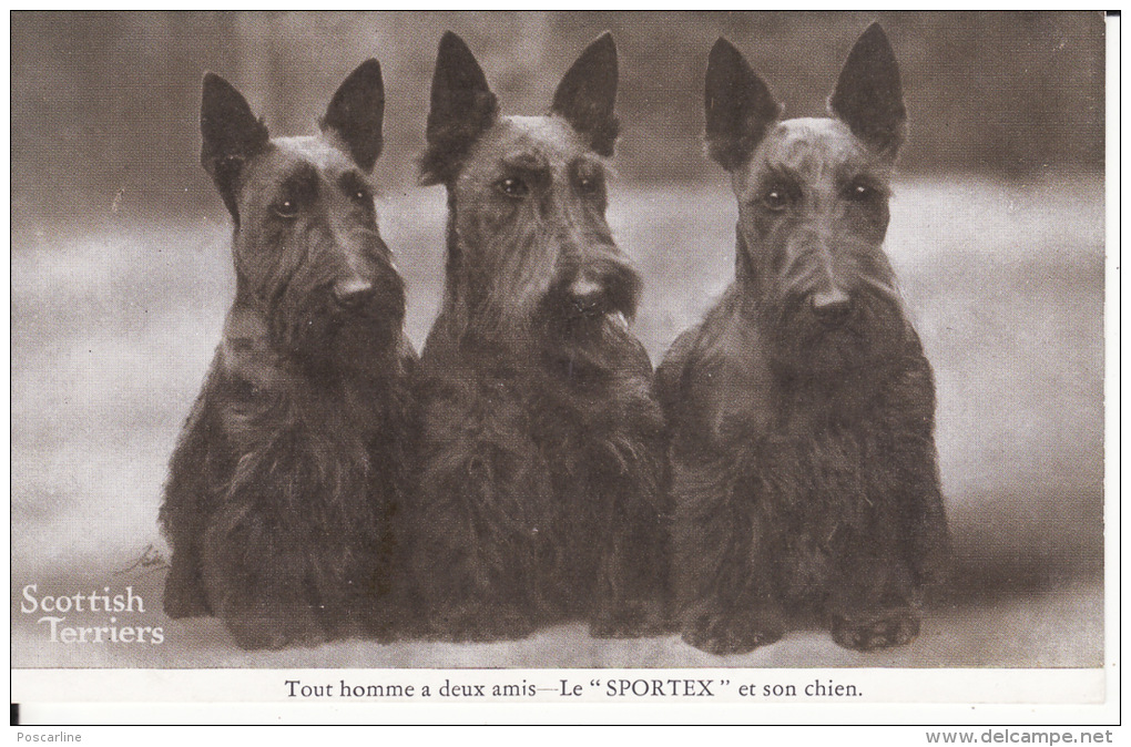 Chiens, Scottish Terrier, 1939, 2 Scans - Chiens