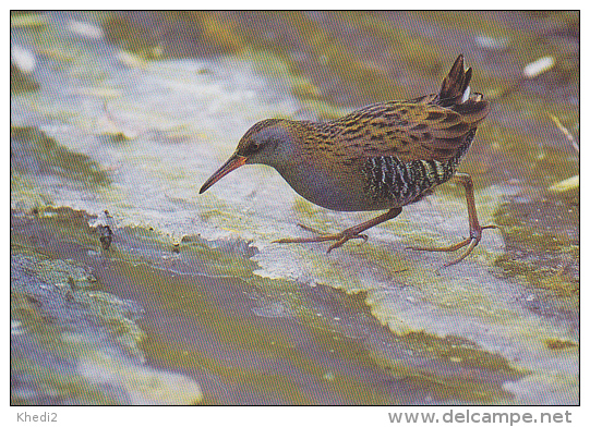 Carte Postale CP - Oiseau - RALE D'EAU - WATER RAIL Bird Postcard - WASSERRALLE Vogel / Suisse Sempach - 231 - Vögel