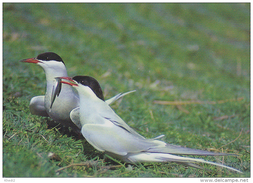 CP Suisse Sempach - Oiseau - STERNE PIERREGARIN - COMMON TERN Bird - SEESCHWALBE Vogel - STERNA Uccelli 239 - Birds