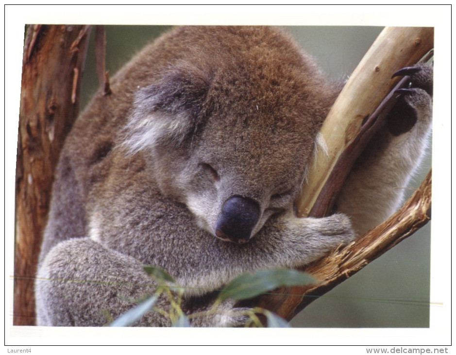 (987) Koala Bear - Ours Koala - Ours