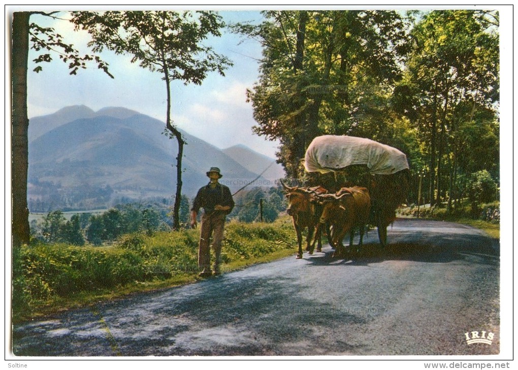 En Parcourant L'Auvergne - Un Attelage Pittoresque - Bœufs Tirant Une Charrette - Non écrite - 2 Scans - Autres & Non Classés