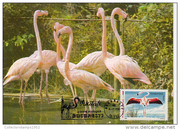 33018- FLAMINGO, BIRDS, MAXIMUM CARD, 1990, ROMANIA - Flamants