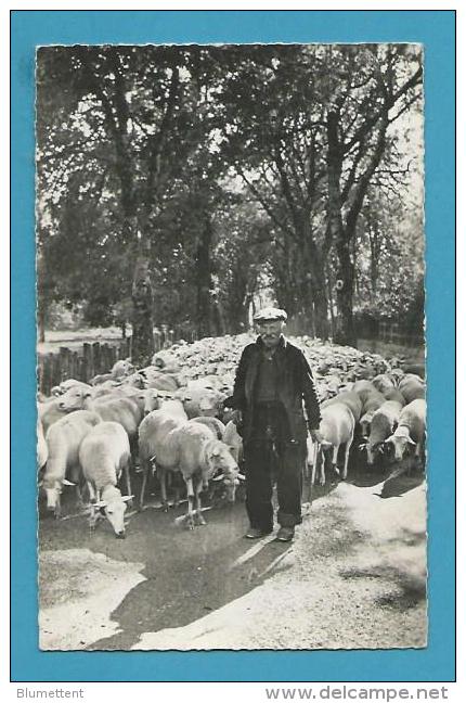 CPSM 927 - Berger Cévenol Avec Son Troupeau De Moutons VALLERAUGUE - MONT-AIGOUAL 30 - Valleraugue