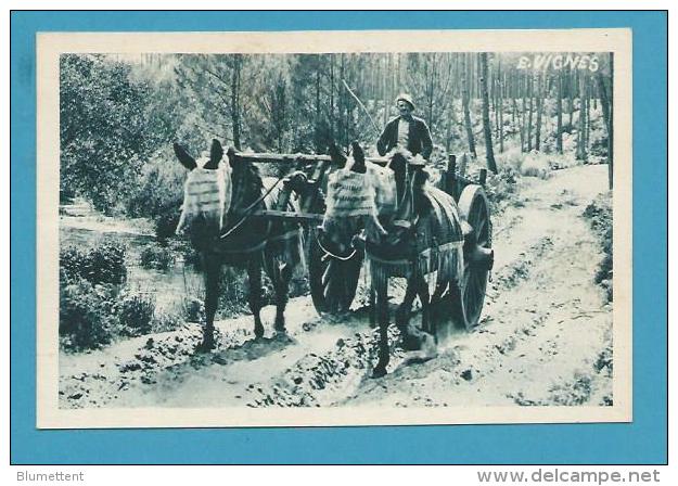 CPSM 2 - NOS LANDES - Attelage De Mules Landaises - Biscarrosse