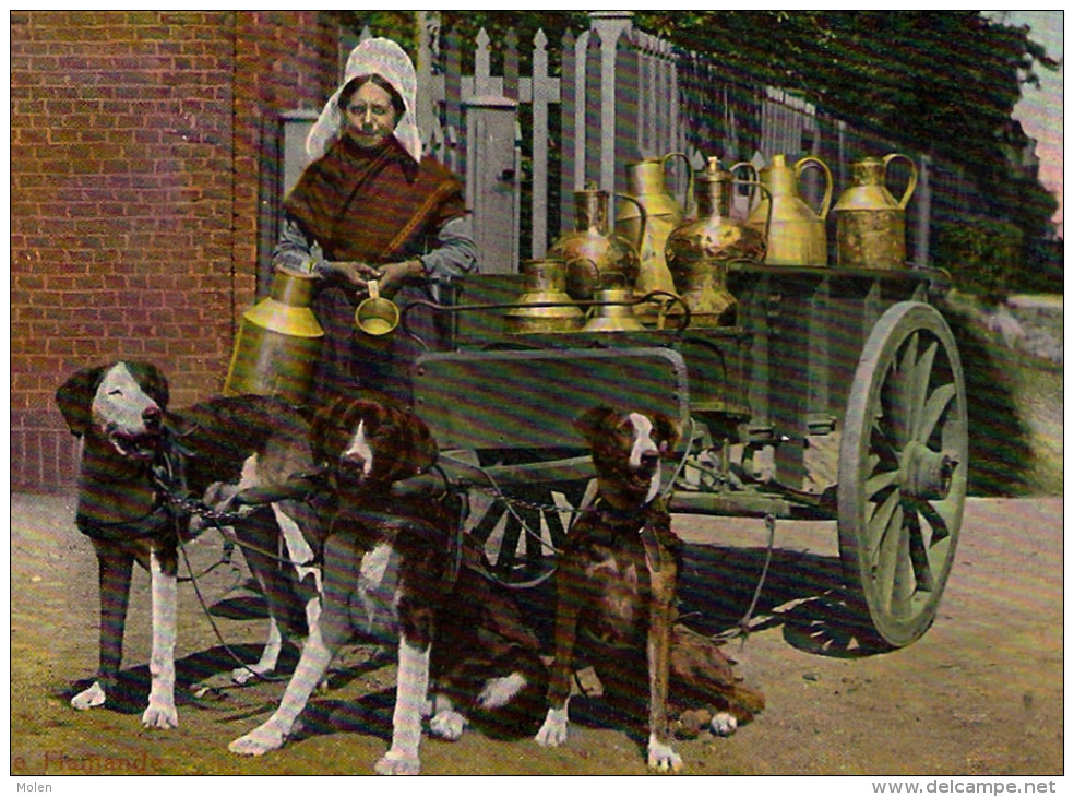 ATTELAGE DE CHIEN LAITIERE FLAMANDE HONDENKAR VLAAMS MELKMEISJE Dog Drawn Cart HONDEKAR Voiture à Chiens LAIT 3177 - Autres & Non Classés