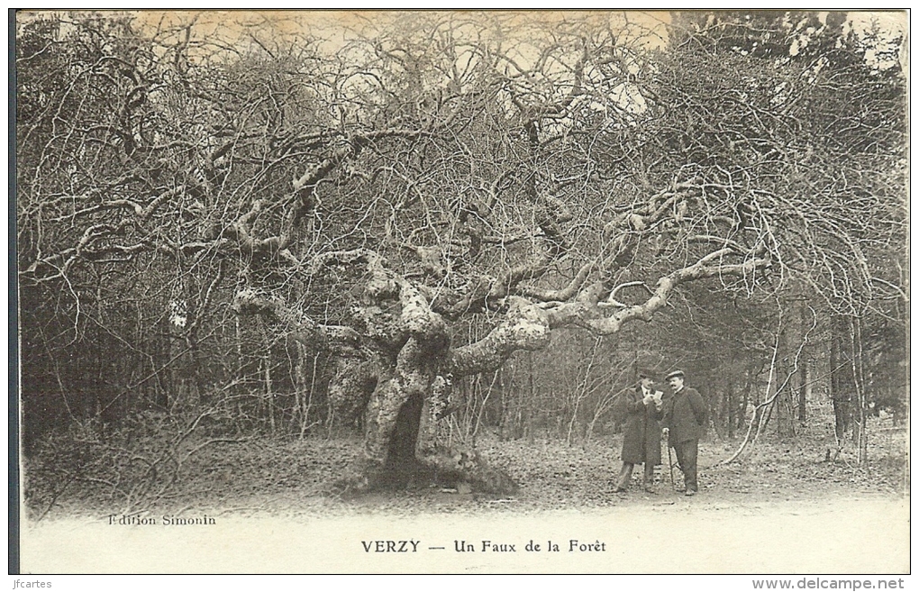 51 - VERZY - Un Faux De La Forêt - Verzy