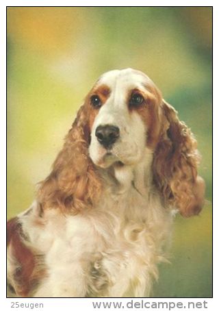 DOGS / HUNDE / CHIENS /  -       CARD  USED   ( P 3259  ) - Chiens