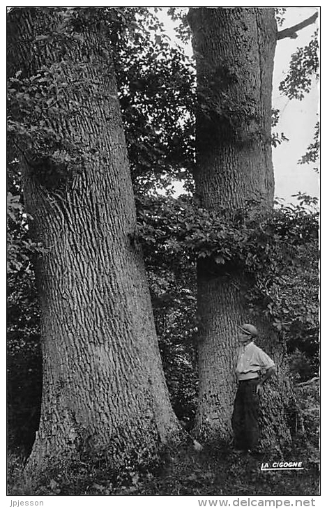 ALLIER  03    FORET DE TRONCAIS  LES BEAUX ARBRES  LES JUMEAUX DE RICHEBOURG - Autres & Non Classés