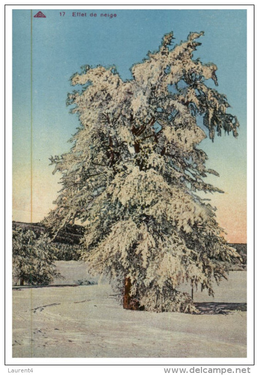 (DEL 626) Very Old Postcard - Carte Ancienne - Effet De Neige (tree) 2 Postcards - Arbres