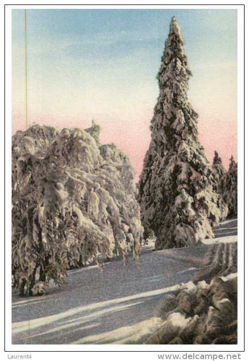 (DEL 626) Very Old Postcard - Carte Ancienne - Effet De Neige (tree) 2 Postcards - Trees