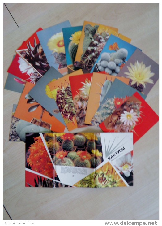 Post Cards In Folder From Ussr 18 Cards 1990 2nd Issue Cactusses Cactus Cactos - Cactussen