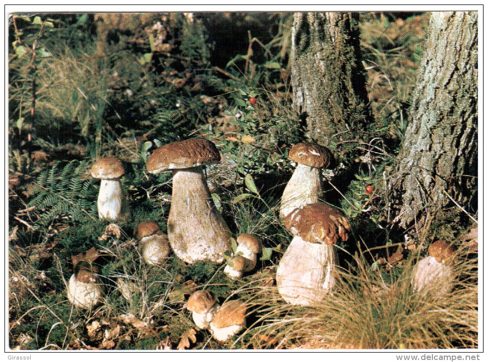 CPSM CHAMPIGNONS PYRENEES CUEILLETTE DANS NOS FORETS CEPES ? BOLETS ? - Mushrooms