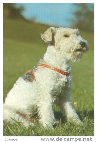 DOGS / HUNDE / CHIENS /  -    FOXTERRIER  CARD  UNUSED   ( P 3386 / - Chiens