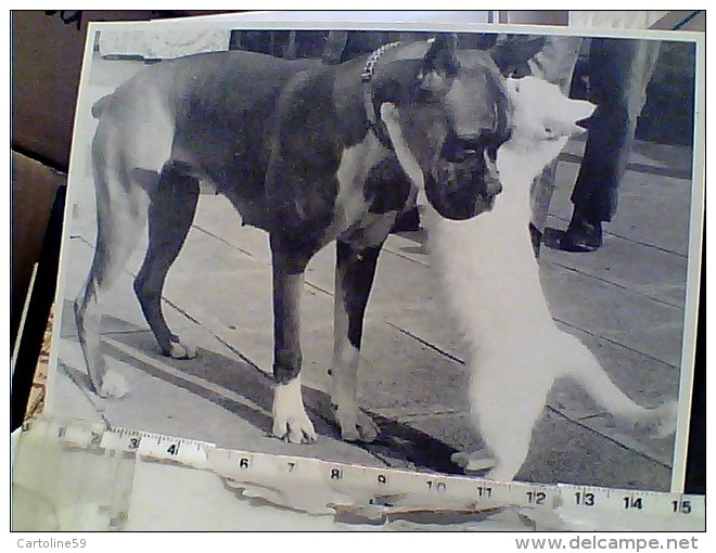 CANE DOG BOXER E GATTO CAT     N1995  FC6306 - Honden