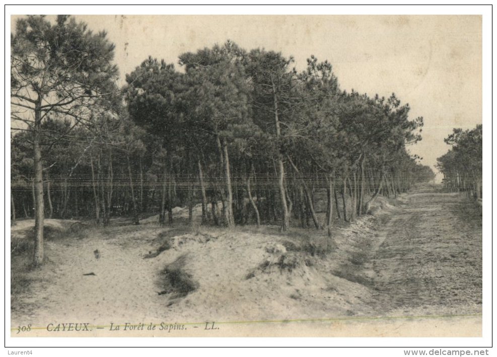 (DEL 716) Very Old Postcard - WWI Era - France - Blon - Cayeux Pin Forest - Arbres