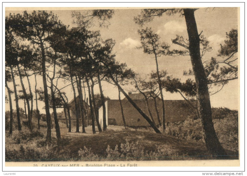 (DEL 716) Very Old Postcard - WWI Era - France - Cayeux Pin Forest - Arbres