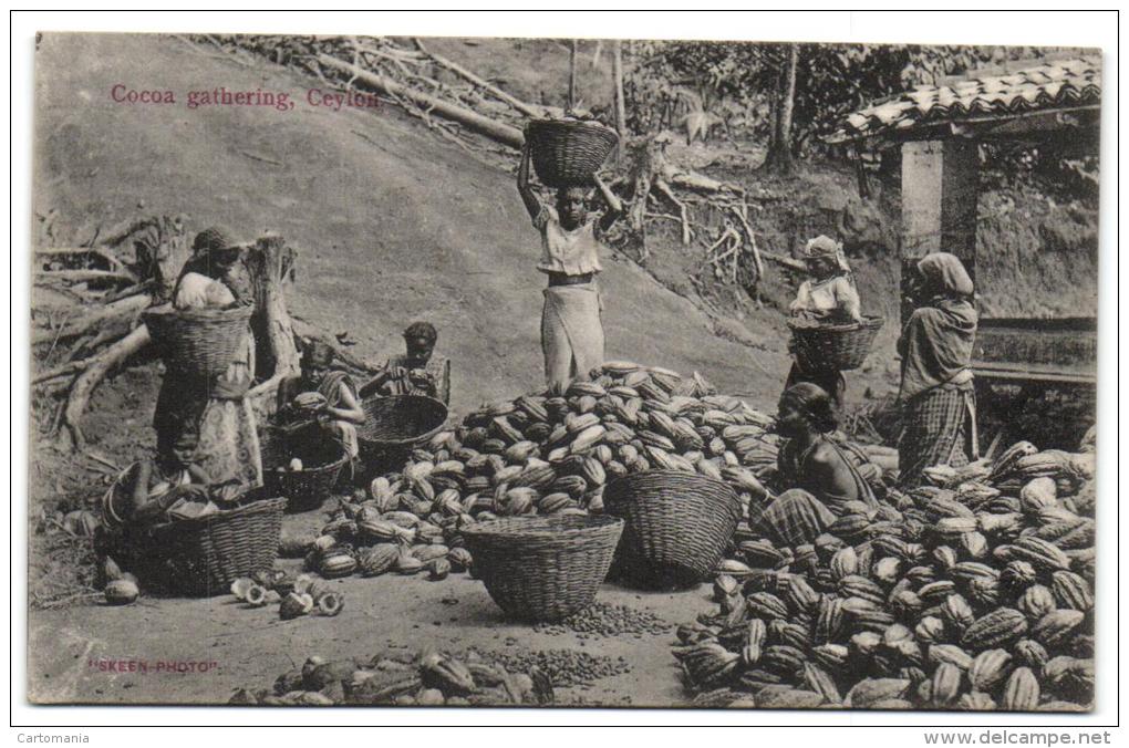 Cocoa Gathering Ceylon - Sri Lanka (Ceylon)