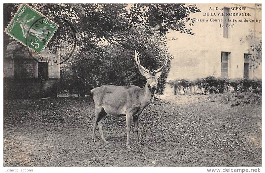 Cerisy La Forêt    50      Chasse A Courre:  Le Cerf - Andere & Zonder Classificatie