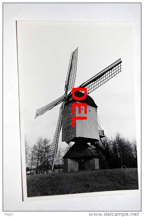 Geel Molen - Photo Originale Des Années 1960-1970 - Geel