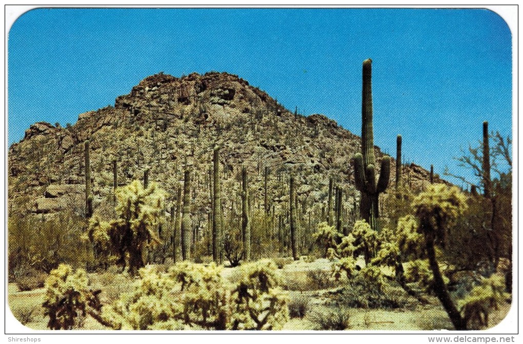 Tucson Mountain Park, Near Tucson, Ariz - Tucson