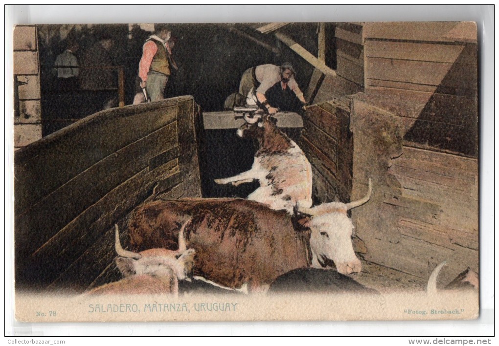 Uruguay Montevideo Tarjeta Postal Ed. Strobach N&ordm;78 Cattle Breeding Slawther Original Ca1900 Postcard Cpa Ak (W4_18 - Uruguay