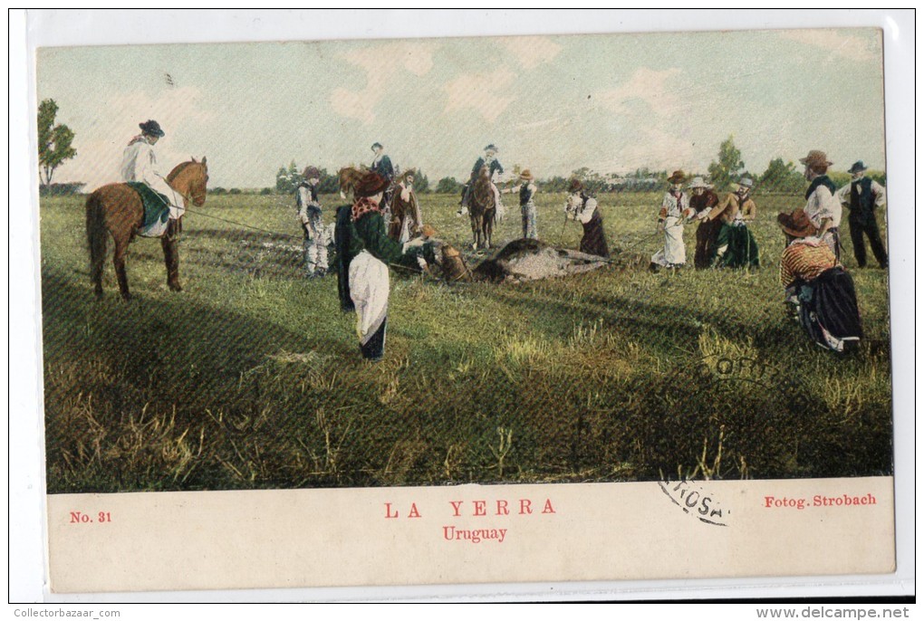 Uruguay Tarjeta Postal Ed. Strobach Ruralia Gaucho Ethnic N&ordm;31 Cattle Breeding Original Ca1900 Postcard Cpa Ak (W4_ - Uruguay