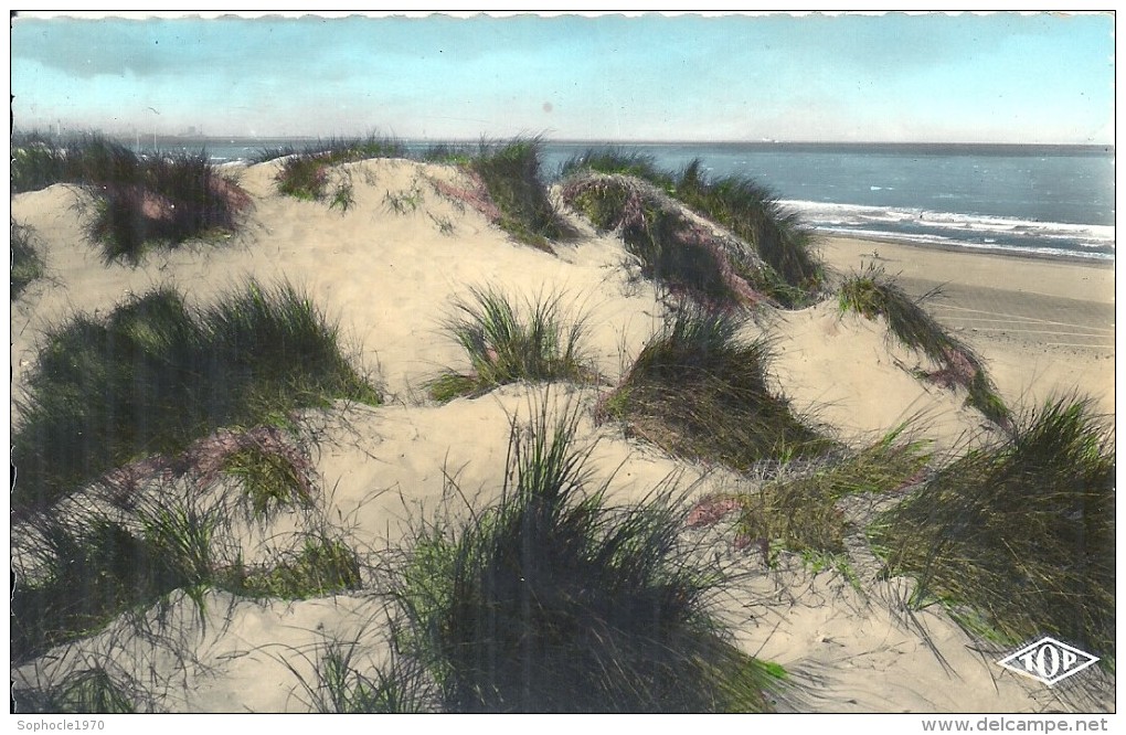 NORD PAS DE CALAIS - 59 - NORD - BRAY DUNES  Au Départ De - CPSM PF Couleur - Dunes Et Oyats - Bray-Dunes