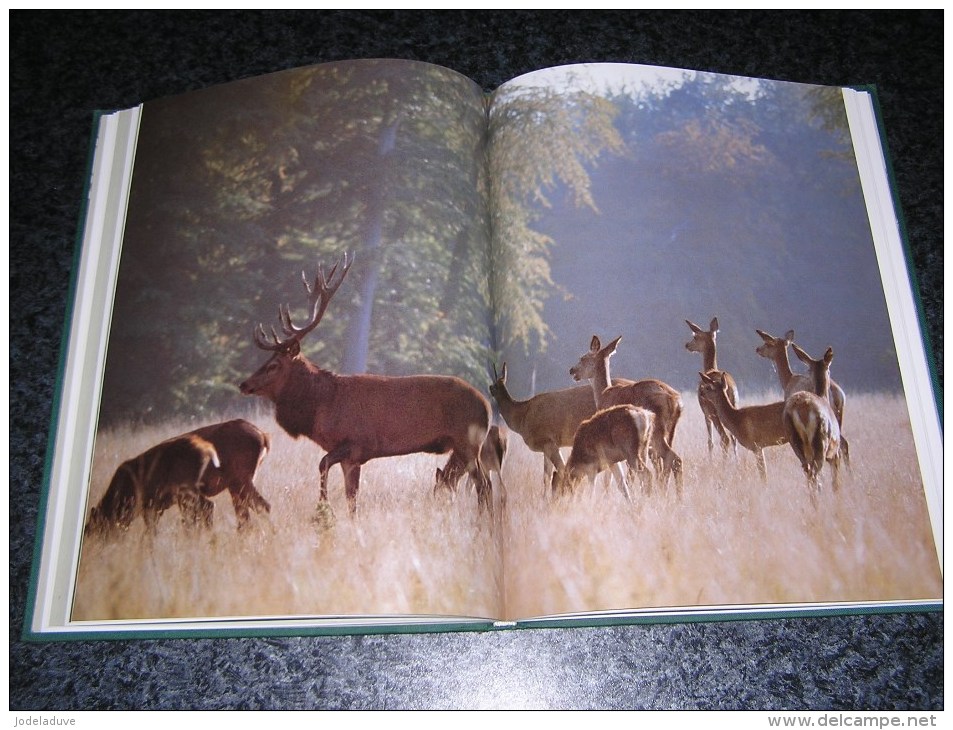 LE BRAME IMAGES ET RITUEL Régionalisme Nature Cerf Biche J-L Duvivier De Fortemps Saint Hubert Ardenne