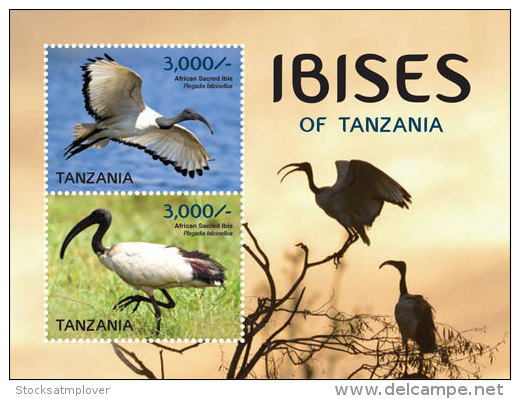 Tanzania-2015-Birds-Ibises - Tanzania (1964-...)