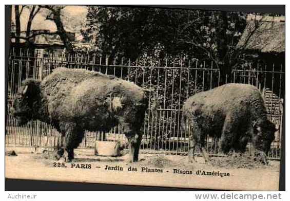 228 Paris - Jardin Des Plantes - Bisons D'amérique - Altri & Non Classificati