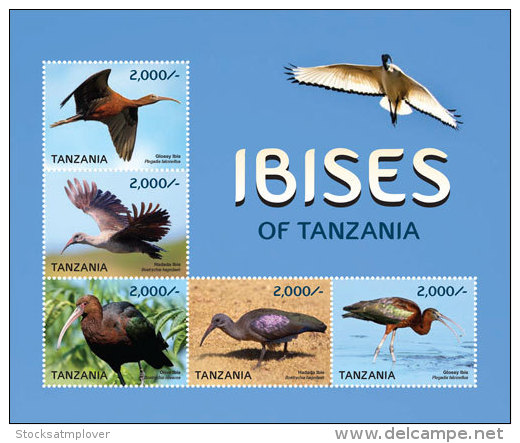 Tanzania-2015-Birds-Ibises - Tanzania (1964-...)