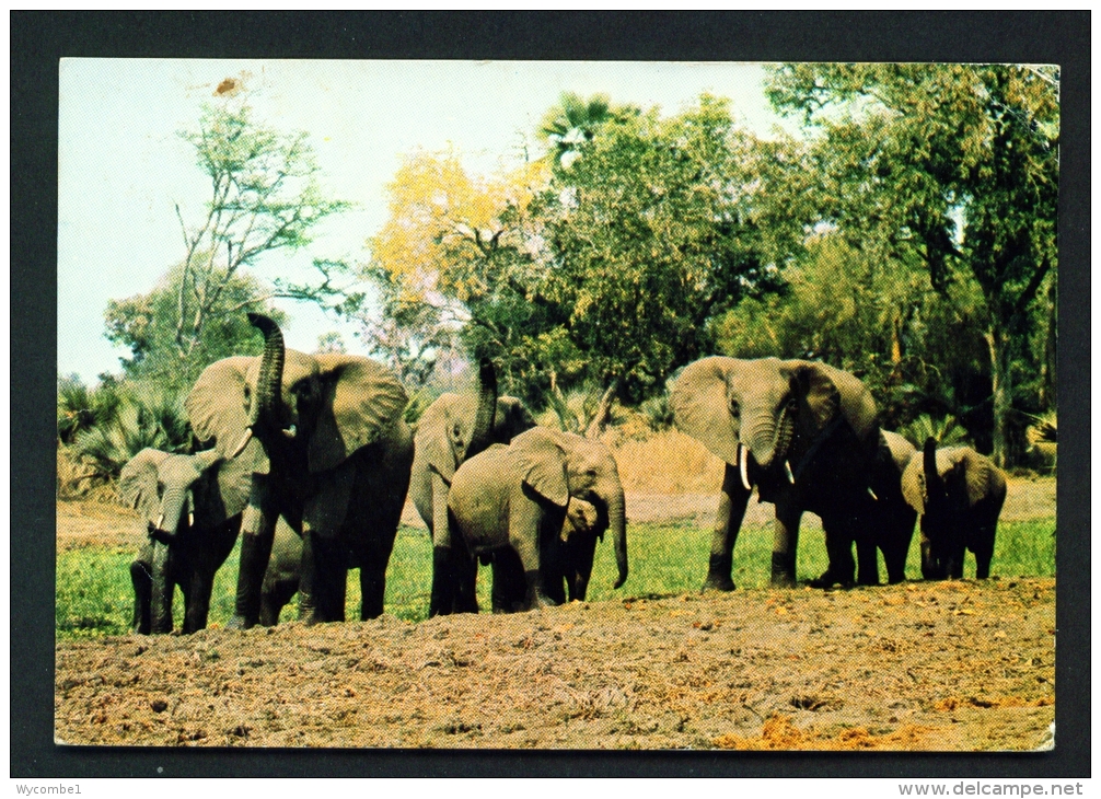 ZIMBABWE  -  Wankie  Elephants  Used Postcard As Scans (creased Corner) - Simbabwe