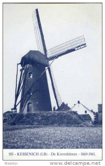 KESSENICH Bij Kinrooi (Limb.) - Molen/moulin - Blauwe Prentkaart Ons Molenheem Van De Verdwenen Molen De Korenbloem - Kinrooi