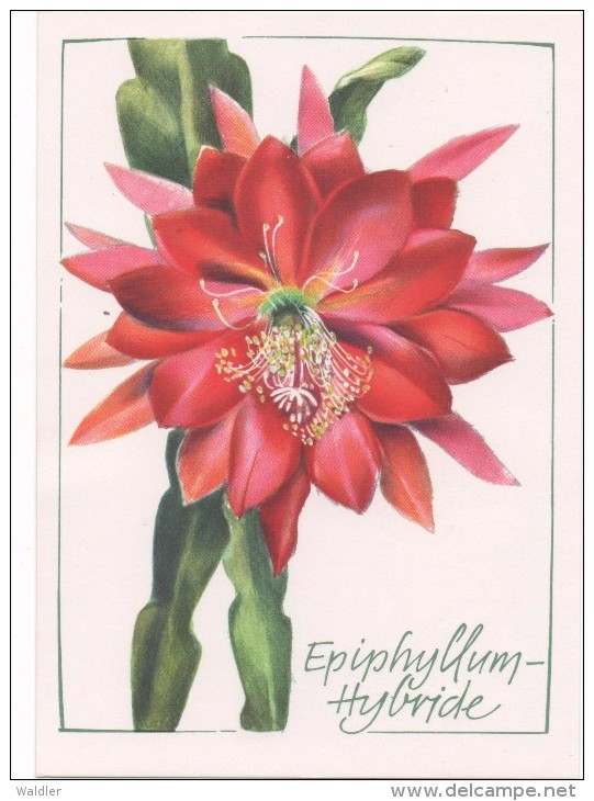 KAKTEEN  --   EPIPHYLLUM HYBRIDE   1980 - Cactussen