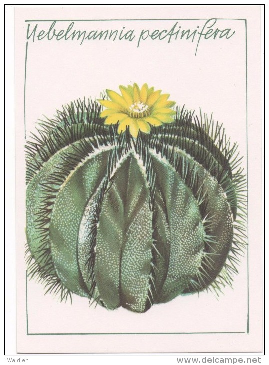 KAKTEEN  --   UEBELMANNIA PECTINIFERA   1980 - Cactussen