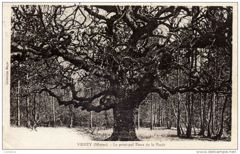 51 - VERZY - Le Principal "Faux" (arbre) De La Forêt - Verzy
