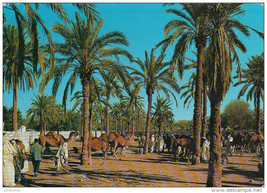 LIBYA - Zavia Market - Libia