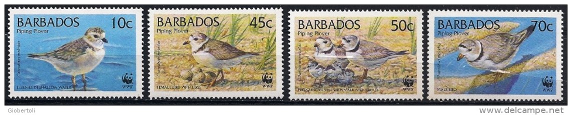 Barbados/Barbade: Corriere Canoro, (Charadrius Melodus), W.W.F. - Albatros & Stormvogels