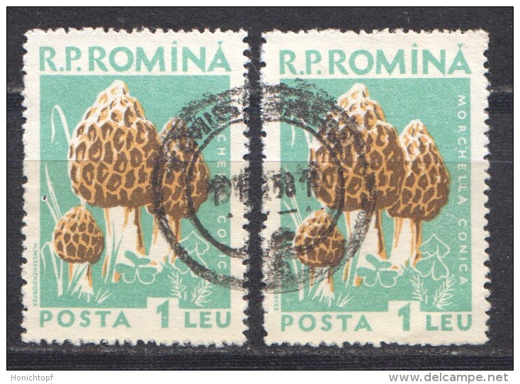 Rumänien; 1958; Michel 1727, O; Pilze; Morchellaceae; Spitzmorchel; Morchella Elata - Pilze