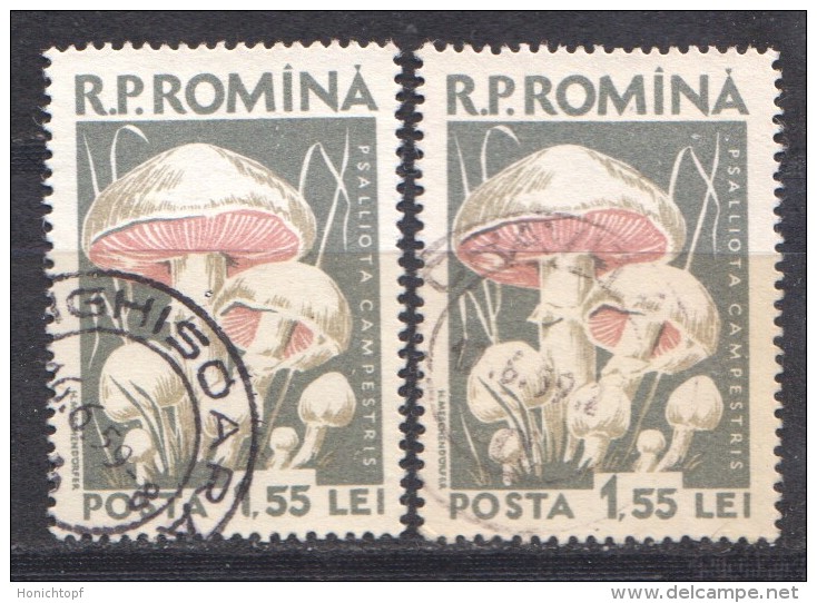 Rumänien; 1958; Michel 1728, O; Pilze; Psaliota Campestris; Wiesen-Champignon; Agaricales; Champignon - Pilze