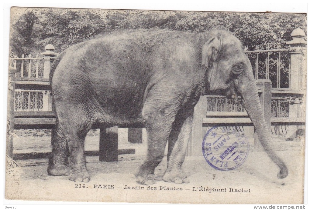 PARIS. - Jardin Des Plantes - L'Eléphant RACHEL - Elefanti