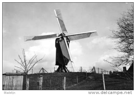GELRODE - Aarschot (Brabant) - Molen/moulin - De Moedermeulen In 1988, Opgezeild En In Werking Kort Na De Restauratie - Aarschot