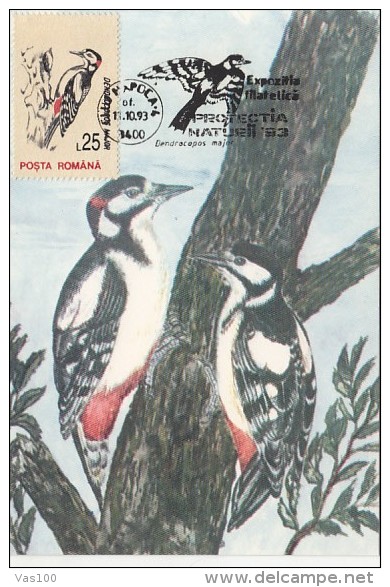 BIRDS, GREAT SPOTTED WOODPECKER, CM, MAXICARD, CARTES MAXIMUM, 1993, ROMANIA - Spechten En Klimvogels