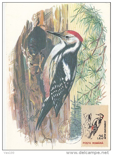 BIRDS, GREAT SPOTTED WOODPECKER, CM, MAXICARD, CARTES MAXIMUM, 1993, ROMANIA - Piciformes (pájaros Carpinteros)